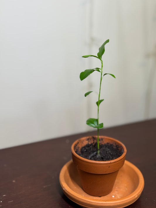 lemon tree seedlings