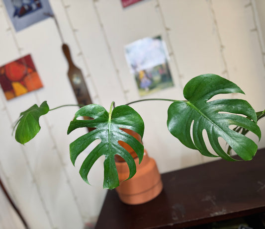 monstera deliciosa