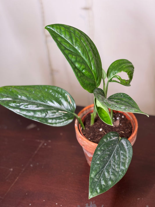 monstera peru