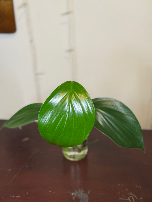 rhaphidophora dercursiva cutting