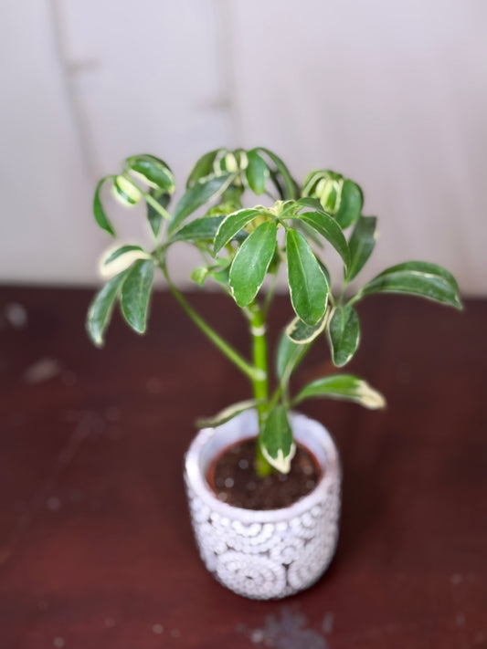 variegated dwarf umbrella tree