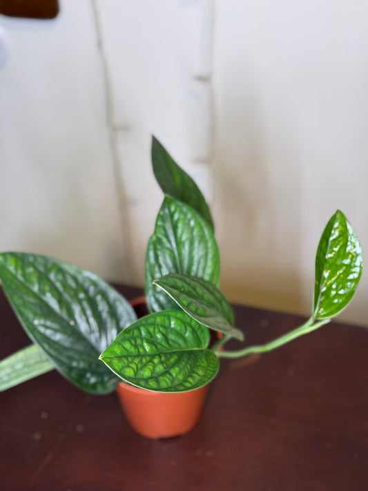monstera peru