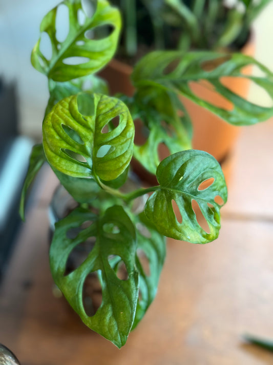 monstera adansonii